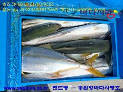 부시리, 삼치, 조황입니다(바다사랑호, 홍원항) 사진