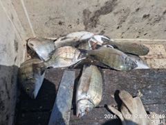 [거제] 가조도 청곡연합레저 선외기 땐마조황 사진