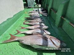 [거제] [거제 비버호] 참돔 흘림 마리수 조황(예약가능).