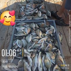 [고성] 병산 감성돔35외 마리수 선삿배및 선외기흘림조황~~ 사진