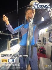 갈치한치조황++ - 16석.먼바다왕갈치(외줄)3지4지 씨알급 마릿수 쿨러조황 사진