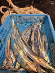 제주갈치는 제주답게~ 제주 구룡호(9DRAGON) 9월 12일 토요일 <<< 갈치 출조 >>> 사진