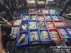 금요일 야간 금일 새벽 팁런 조황 사진