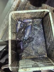 무늬오징어 팁런 ㅡ 장원30. 총161마리 사진