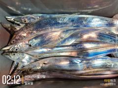 실시간 조황 - 먼바다 갈치 텐빈 대치들의 습격에 바쁜하루! 오늘 예약가능 사진
