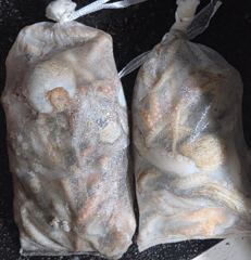 [포항] 12일 조황>> 돌문어 막 뜯어버려~!(월 오전7시) 사진