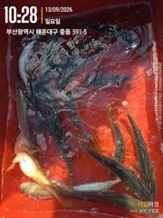 왕전갱이 조황입니다 사진