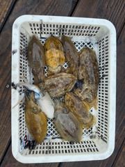 9월 13일 뉴시아호 조황 <오후조황 섞여있어요 ㅠ> 사진