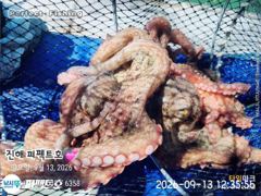 [진해] 포이트마다 쭉~욱 쫀득한 손맛 사진