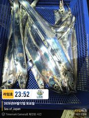 [통영] 씨알 좋은 갈치 찾아온 대마골~! 마릿수 사이즈는 아직.~! 다… 사진