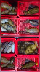 [고성] 가을 문어 전원 두자리수 조황 사진