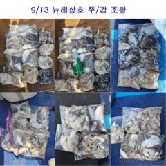 9월 13일 쭈/갑 조황 사진