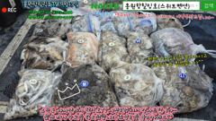 9월13일 홍원항힐링호 쭈갑 조황~!대사릿물때고 아시는분들이라 오전엔 쭈꾸미 오후엔 갑오징어 잡고왔네요.쭈반갑반이네요 ^^갑오징어 사이즈 괜찮네요 ㅎㅎ장원6.3kg 240수오바~ 사진