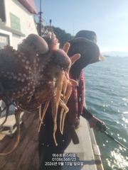 실시간여수돌문어ㆍ마릿수굿ㆍ씨알굿ㆍ오늘밤12시자리가능