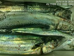거제 뉴 진성호 8월 14일 야간 외줄 칼치 아침 결과입니다 사진