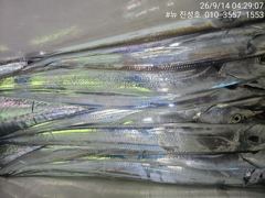 [거제] 거제 뉴 진성호 8월 14일 야간 외줄 칼치 아침 결과입니다 사진