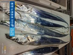 [통영] ＜＜통영 뉴명륜호 14인승＞＞ 굵직한 왕갈치!!! 쿨러조황~~ … 사진