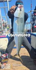 [부산] [부산 유강피싱] 유강호 부산권 부시리 파핑 지깅 조황입니다. 사진