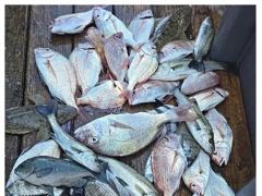 [거제] 어초ㆍ여밭감성돔/뺀찌/벵에돔 4대돔 핫~ 사진