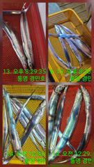 [통영] 대박조항 만쿨 사진
