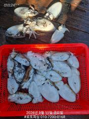 주말 갑돌이 조황 ~ 본격적으로 쭈꾸미 출조 합니다 사진