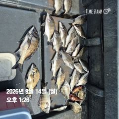 [마산] 돔앤돔호 오늘조황 입니다.38이하 마릿수., 사진