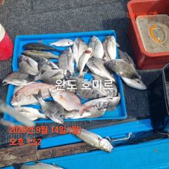 선상 카고 사진