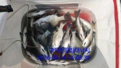 [부산] 가덕천성진양 감성돔 좌대조황 260914 월 사진