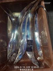 [통영] 현재 실시간 동영상..역시 박선장님 최고 입니다..씨알좋고 마릿… 사진