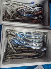 목포내만갈치조항 사진