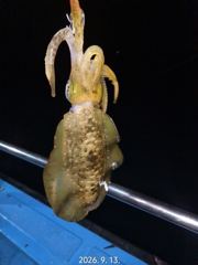 [통영] 카이로호!원도권 팁런조황 사진