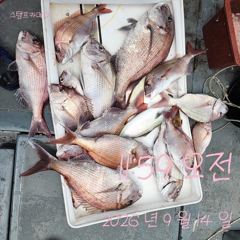 [고성] 15일 참돔 흘림 조황입니다. 사진