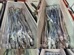 통영영운호14석) 먼바다 왕갈치 전원 골고루 잡았습니다