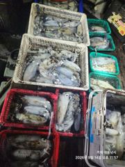 [거제] (무늬오징어)내만 초보 OK~연타작렬 퍼 담고~대동낚시(오늘 예… 사진