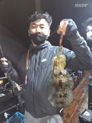26.0914 월요일 무늬오징어 조황 장원21 총187 신신호팁런 선상낚시무늬오징어 사진