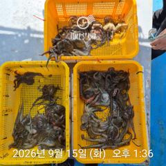 요즘 문어 경매가! 사진