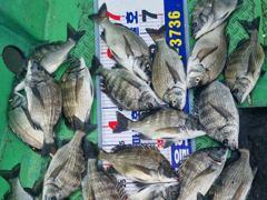 [바다마을호] 감성돔 마릿수 조황(9/15) 사진