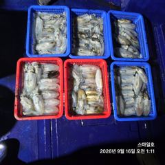 떳다(거제) 무늬오징어 100여수 팁런 최고조~스마일호(오늘 18時 예약) 사진