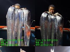[통영] (14석통영명륜3호)은빛갈치들 조황 쿨러구경하세요 밤새도록 고생… 사진