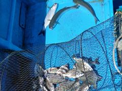 16일(수) 감성돔과 돌돔~! 사진