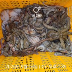 문어 장원 32마리! 사진