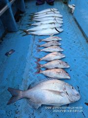 [부산] <삼성낚시>흘림 참돔5짜,5짜,4짜,4짜,부시리,방 조황 사진