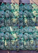 2026년 9월 19일 인천 남항 쭈꾸미 조황 사진