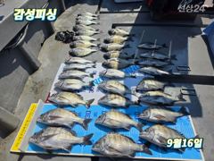 ●가을감성돔15일.16일마릿수조황입니다