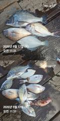 [거제] 거제 ( 어구 일성호 ) 감성돔 참돔 ! 전마선 조…