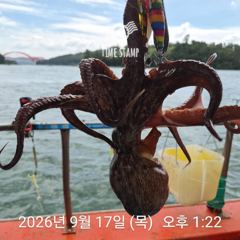 문어 장원 45마리 씨알! 사진