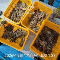 [사천] 문어 장원 45마리 씨알! 사진