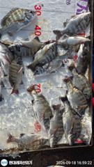 통영현대레저)감성돔흘림 마릿수조황 사진