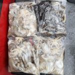 두족류 글만 보기 사진
