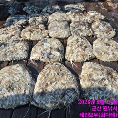 <뉴오리온호>문어 종일 망탱이 굿 조황(18일)-군산 문어가 점점 커지고 있어요^^ 사진